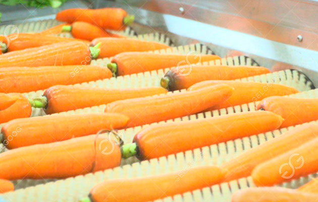 خطوط غسل الجزر وتصنيفه وتعبئته